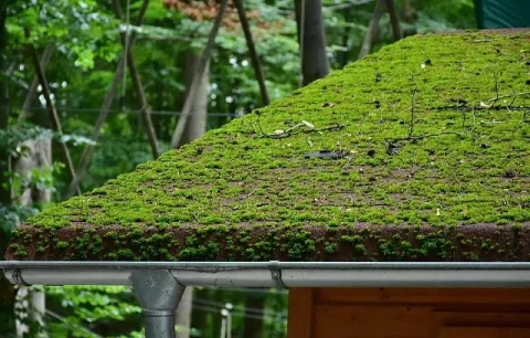 A moss-covered roof with a gutter system at risk of clogging due to debris buildup.